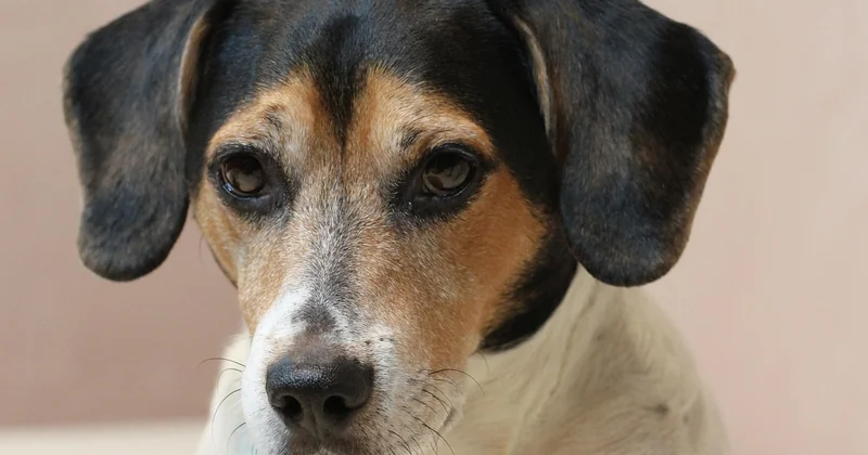 Vorstehhunde-Liste: die wichtigsten Rassen im Überblick