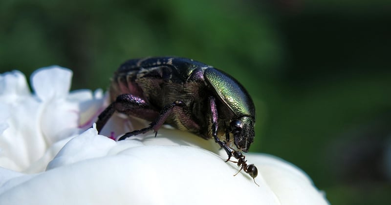 Grüner Durchfall: Ursachen, Symptome und wann du zum Arzt solltest
